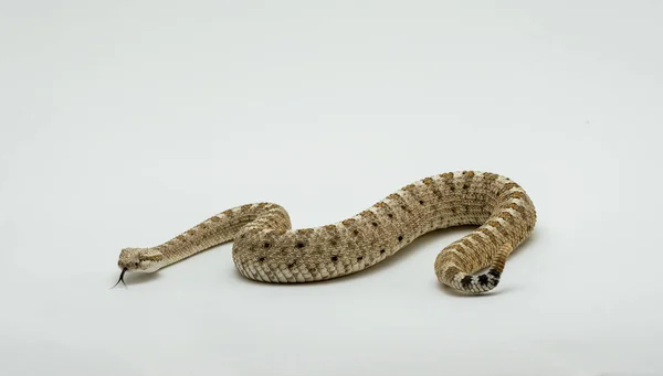 Egy Sonoran sivatag Sidewinder csörgőkígyó Crotalus cerastes cercobombus elszigetelt — Stock Fotó