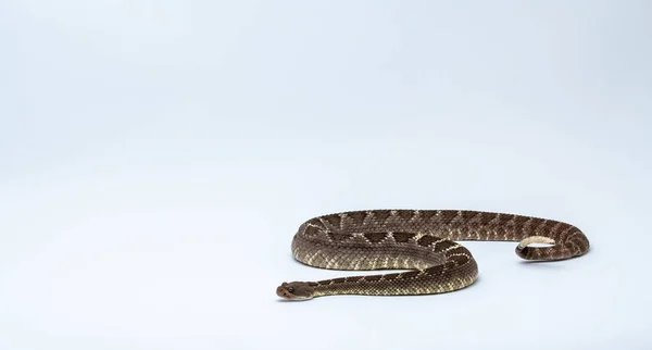 Arizona Black Rattlesnake na białym tle Crotalus Cerberus — Zdjęcie stockowe