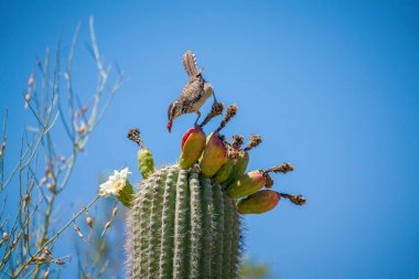 Kaktüs Wren gökyüzü karşı üstte Saguaro kaktüs meyve yeme