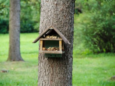 Kuşlara göz kulak olmak. Bir şehir parkında kuş evi.