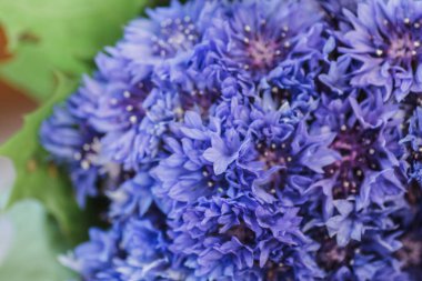 Güzel bahar çiçek mavi Centaurea cyanus arka plan üzerinde. Mavi çiçek deseni.