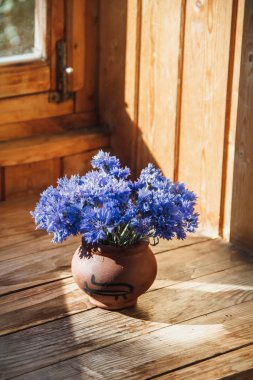Beyaz toprak içinde cornflower Çiçekler. Vazo ahşap bir rafta. Kilden vazoda bir buket çiçek.