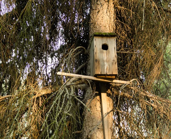 Het verzorgen van de vogels. Birdhouse in een stadspark. — Stockfoto