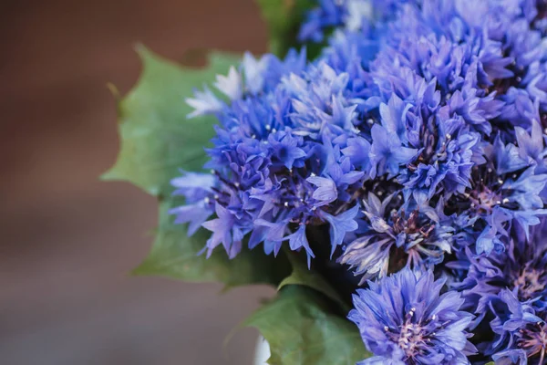 Cornkvětinová květina. Kytice modrých květů. Close-up. — Stock fotografie