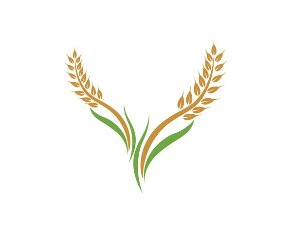 Agricultura Trigo Logo Plantilla Vida Sana Logotipo Vector Icono Diseño — Vector de stock