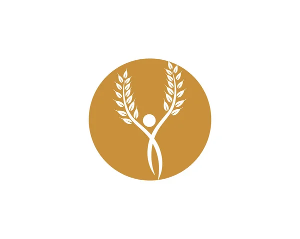 Agriculture Wheat Logo Template Healthy Life Logo Vector Icon Design — Stock Vector