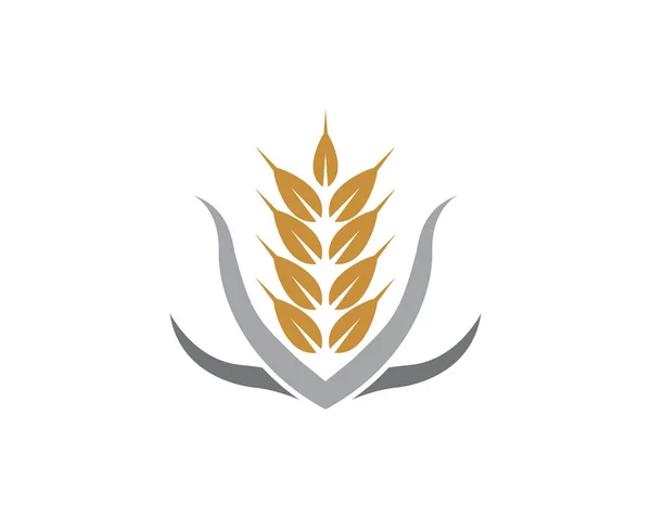 Tarım Buğday Logo Şablonu Sağlıklı Yaşam Logo Vektör Simgesi Tasarım — Stok Vektör