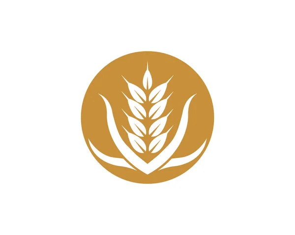 Landwirtschaft Weizen Logo Vorlage Gesundes Leben Logo Vektor Symbol Design — Stockvektor