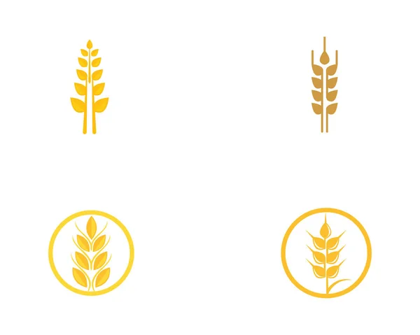 Вектор Шаблону Логотипу Пшениці — стоковий вектор