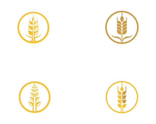 Вектор Шаблону Логотипу Пшениці — стоковий вектор