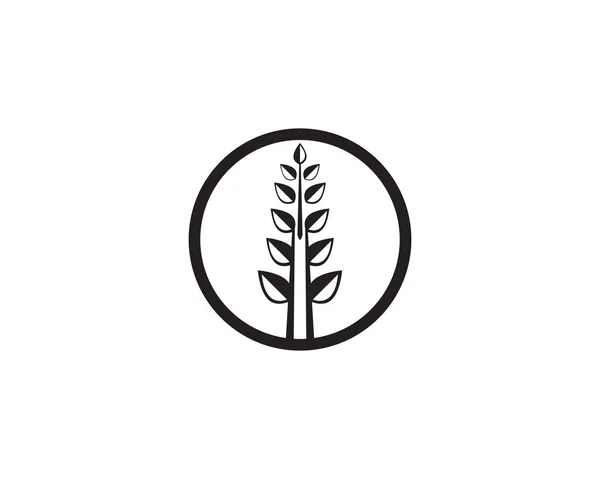 Wektor Logo Czarnego Ryżu Pszenicy — Wektor stockowy