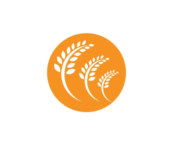 Modèle Logo Blé Agricole Icône Vectorielle Logo Vie Saine Desig — Image vectorielle