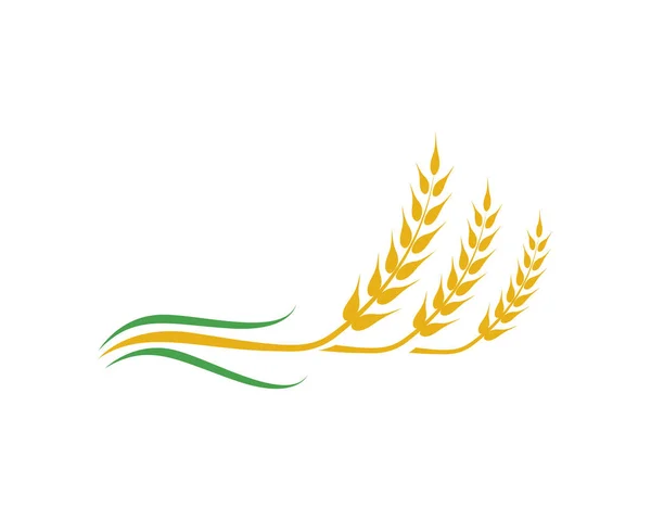 Vettore del grano agricolo — Vettoriale Stock