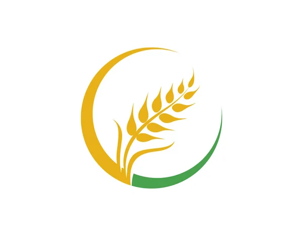 Agricultura trigo vector — Vector de stock