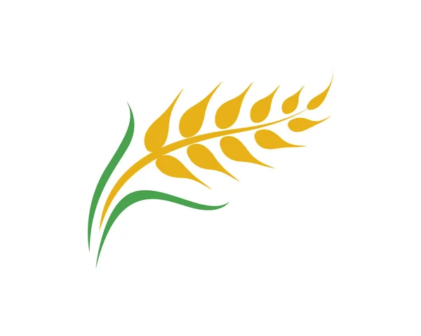 Сільське господарство пшениці вектор — стоковий вектор
