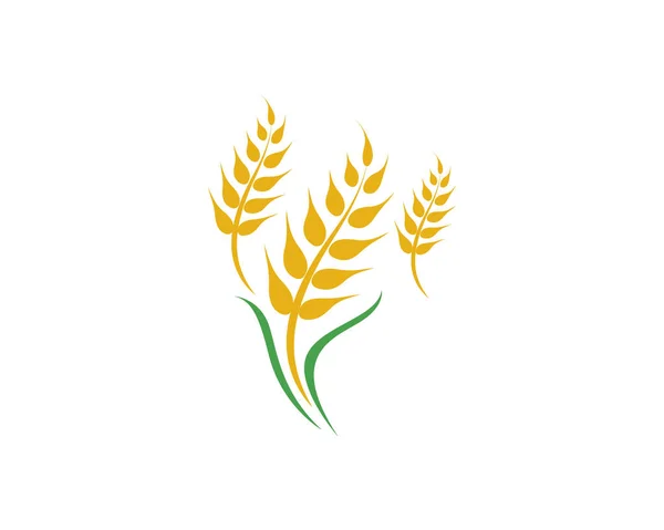 Agriculture wheat vector — Stock Vector