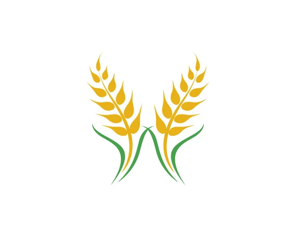 Agriculture wheat vector — Stock Vector