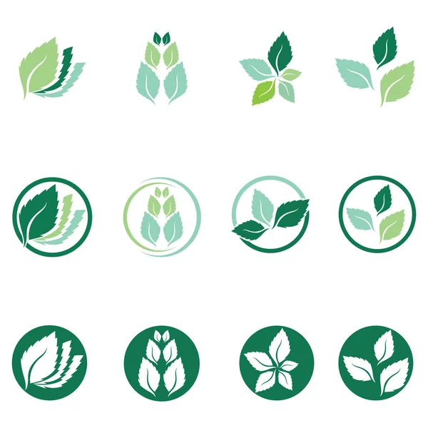 Minze Blätter flachen Vektor Farbe Symbol — Stockvektor