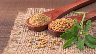 Methi veya çeçen tohumu ile metil yaprakları. Methi tohumları sağlık için iyidir..