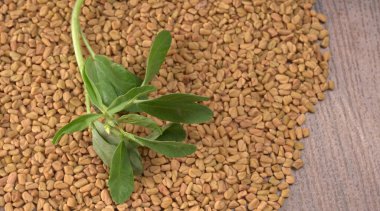 Methi veya çeçen tohumu ile metil yaprakları. Methi tohumları sağlık için iyidir..