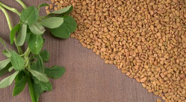 Methi veya çeçen tohumu ile metil yaprakları. Methi tohumları sağlık için iyidir..