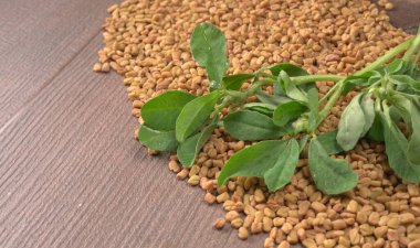 Methi veya çeçen tohumu ile metil yaprakları. Methi tohumları sağlık için iyidir..