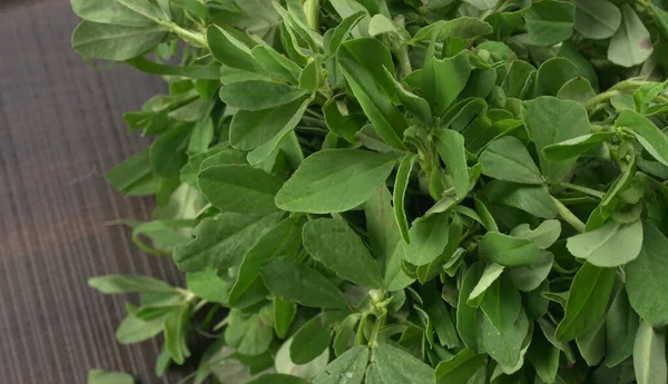 Methi yapraklarına yakın çekim. Methi tohumları sağlık için iyidir..