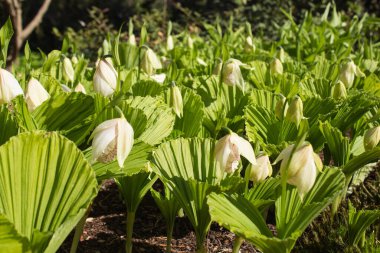 Formosan bayanın terliği (Cypripedium formosanum) çiçeklenmiş güzel orkidelerle dolu bir alana bakın