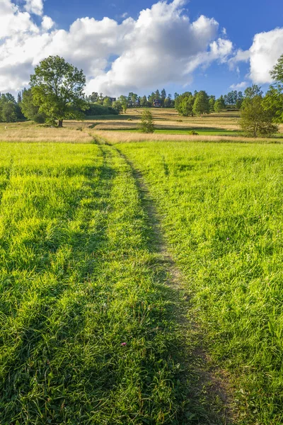 Yazın yeşil bir çayırda toprak yol.