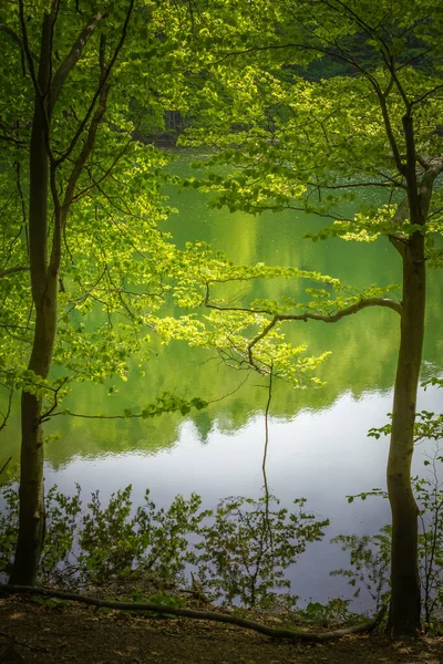Polonya. Bieszczady Dağları. Duszatynskie Gölüne giden yol. Gölün kıyısında büyüyen ağaçlar.