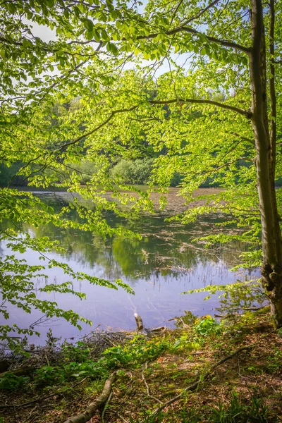 Polonya. Bieszczady 'de. Duszatyn Gölü 'ne giden yol. Duszatyn Gölü 'ndeki ağaçlar.