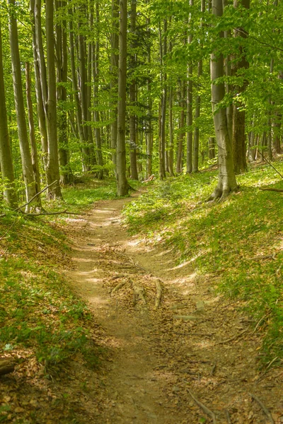 Poland. Bieszczady. The trail to the Duszatyn Lake. A fallen tree lying on the trail.