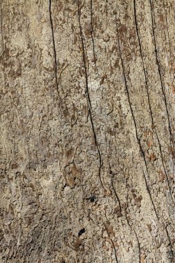 Polonya Bieszczady dağları, Solina rezervuarı. Polanczyk köyü, lagünün kıyısında ağaç gövdesi.