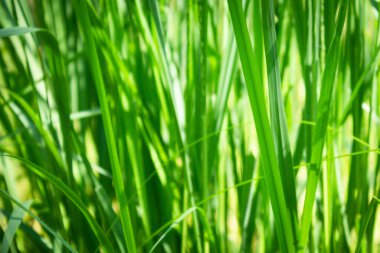 Polonya. Przemyskie Voyvoda, Radawa kasabası civarında. Yaz orman bitkileri.