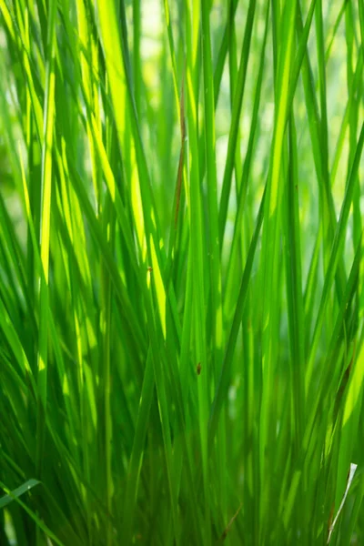 Poland Przemyskie Voivodeship Town Radawa Summer Forest Vegetation — Stock Photo, Image