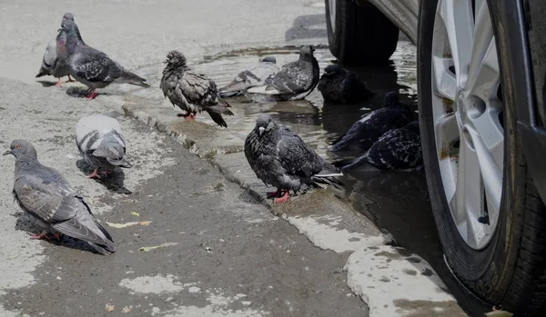 Tauben Baden Einer Pfütze Unter Den Rädern Des Autos — Stockfoto