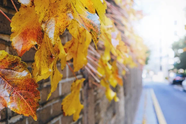 Autumn leaves saturated colors