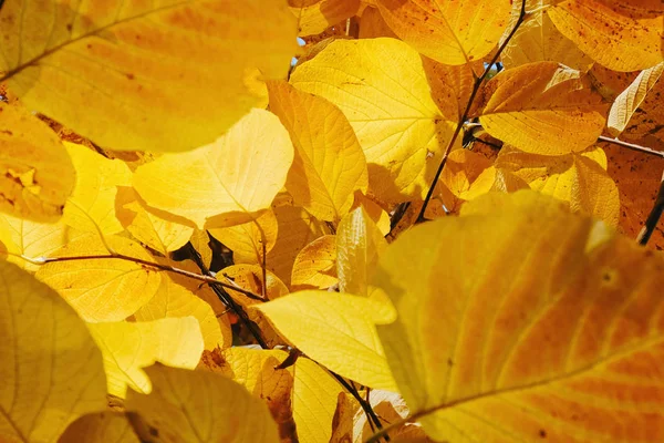 Autumn leaves saturated colors