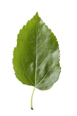 Beyaz arka plan üzerinde iyi görünür yaprak textur izole dut yaprak yeşil