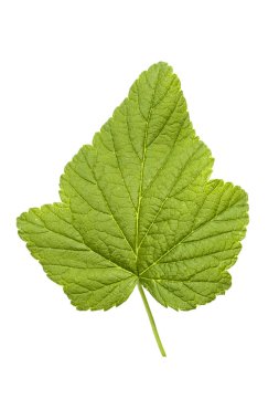 Beyaz arka plan üzerinde izole üzümü yaprağı