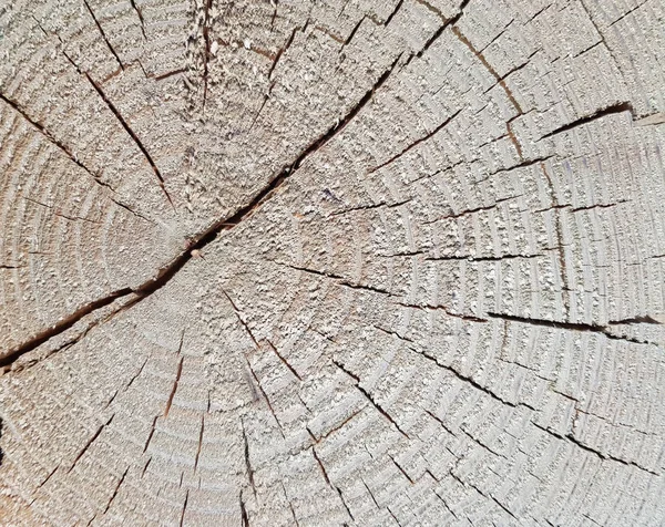 Geschnittenes Holz Holz Altes Holz Nahaufnahme Von Kreisen Raum Für — Stockfoto