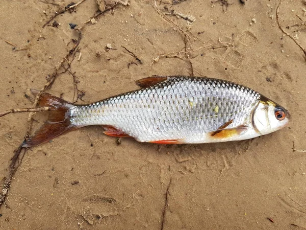 春のローチの釣り 白い川の魚 — ストック写真