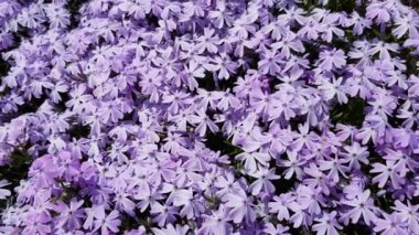 Küçük mor çiçekler bush kapak