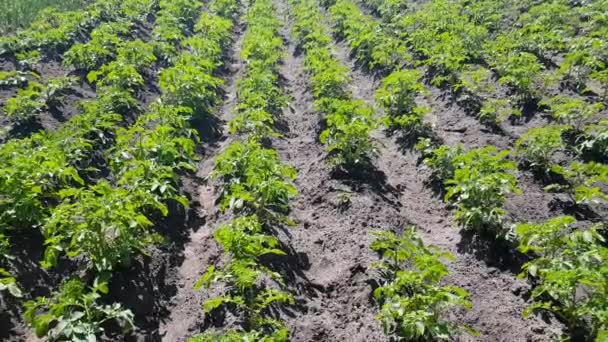 Las patatas crecen en camas — Vídeos de Stock