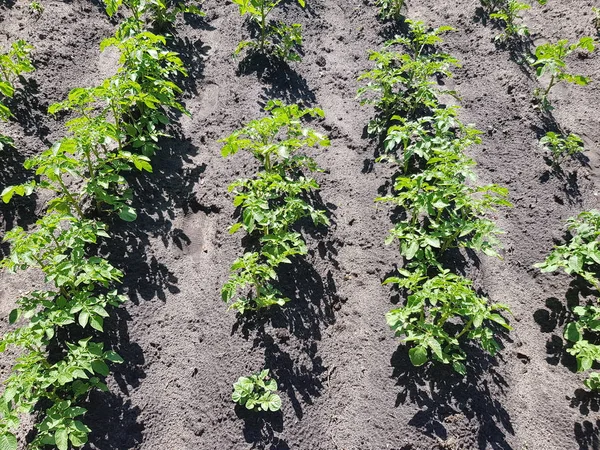 beds with potatoes in the garden or on the farm. potatoes grow in chernozem. fresh clean bushe