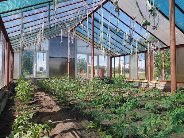 Tomater Planterade Med Sängar Växthuset Vegetabiliska Bajs — Stockfoto