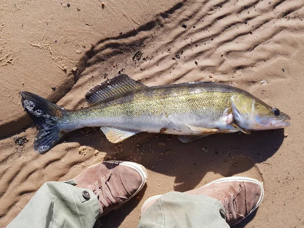 Сырая Рыба Щука Лежит Песке Фидеры Ловят River Fishing Predato — стоковое фото