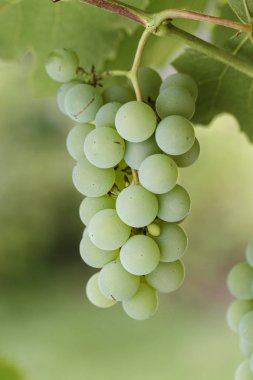 Üzüm demet dal bir bulanık yeşil yeşillik zemin üzerine büyür. foregroun üzerinde odaklanmak