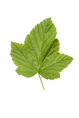 Beyaz arka plan üzerinde izole üzümü yaprağı