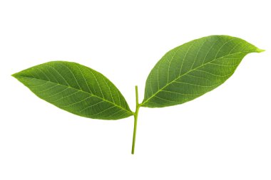 Beyaz arka plan üzerinde ayrı tutulan ceviz yaprakları